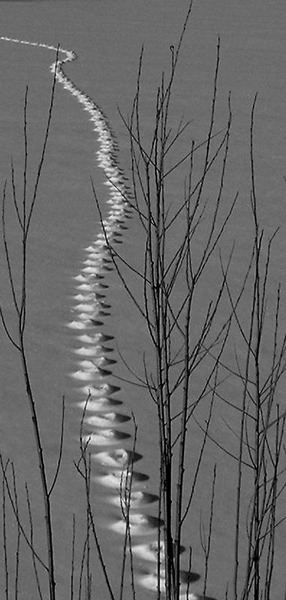 WInter Deer Tracks, Langton Lake Park, Roseville, MinnesotaJames Schoster