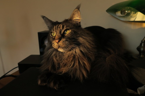 maine coon cat