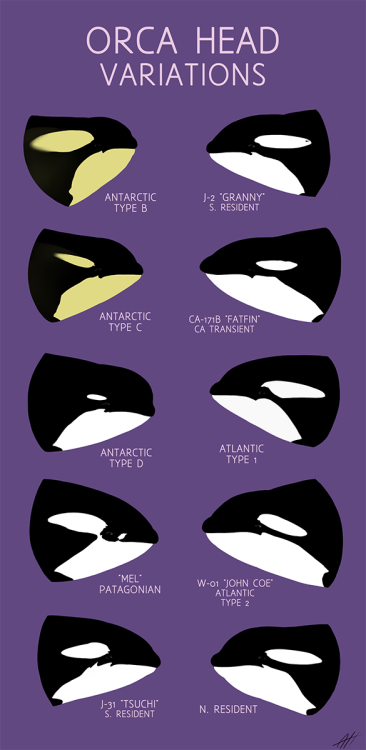 thelonelywhale:WOO AT LAST!! Been working on this one for a little while.Orcas are such facinating a