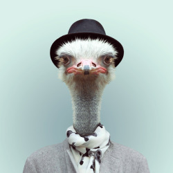 bluart106:  OSTRICH by Yago Partal