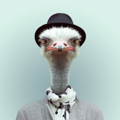 zooportraits:  OSTRICH by Yago Partal for ZOO PORTRAITS