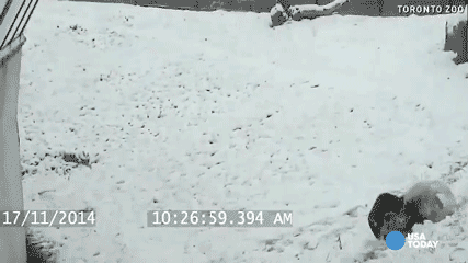 usatoday:  Why does it snow? So that pandas can frolic.  