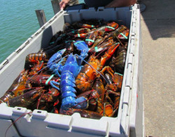 the-future-now:  Holy shit. On Monday, Wayne Nickerson reeled up his traps to find a lobster with an electric blue shell. Photos of the unusual catch immediately went viral, and for good reason. Blue lobsters — especially bright ones, like this —