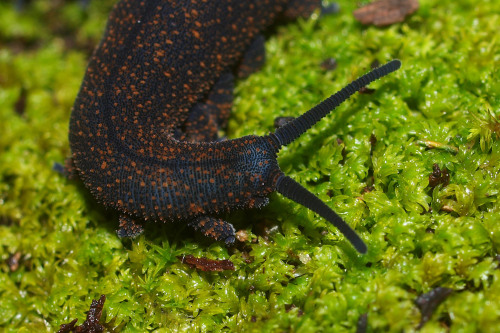 onenicebugperday: Velvert worm, New Zealand peripatus, Peripatoides novaezealandiae Velvet wor