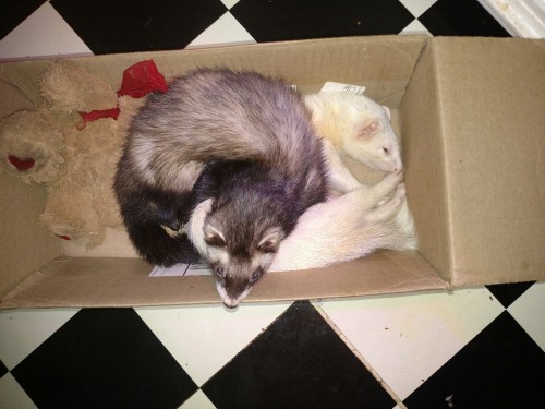 Rigby and Zero, the *not as long as snakes but still pretty long* dogs, taking a nap in a box with o