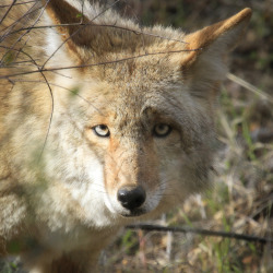 brutalgeneration:  Coyote (Canis latrans)