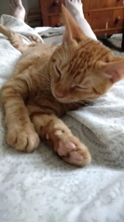 Our new rescue cat…….gotta love those Marmalade cats !(submitted by @cursethedarkness)