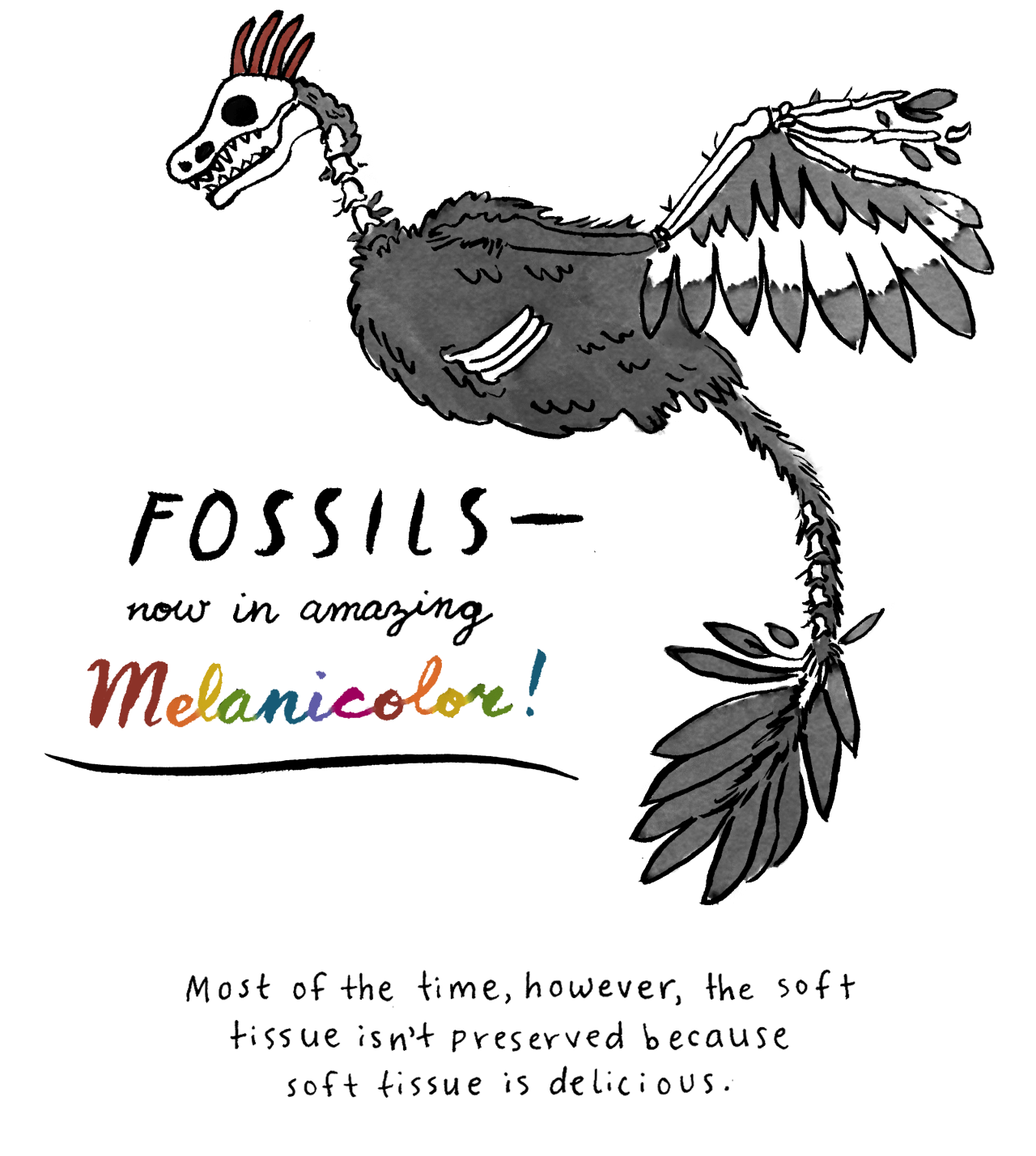 Fossils