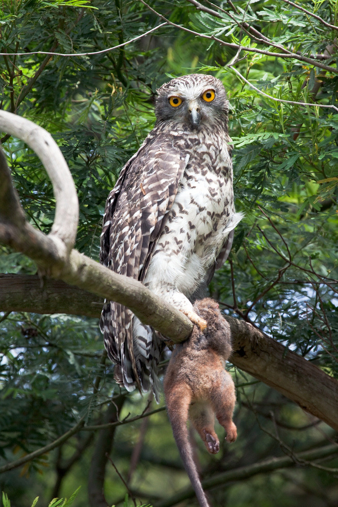 rhamphotheca:  A Powerful Owl (Ninox strenua) in Lane Cove National Park, Sydney,