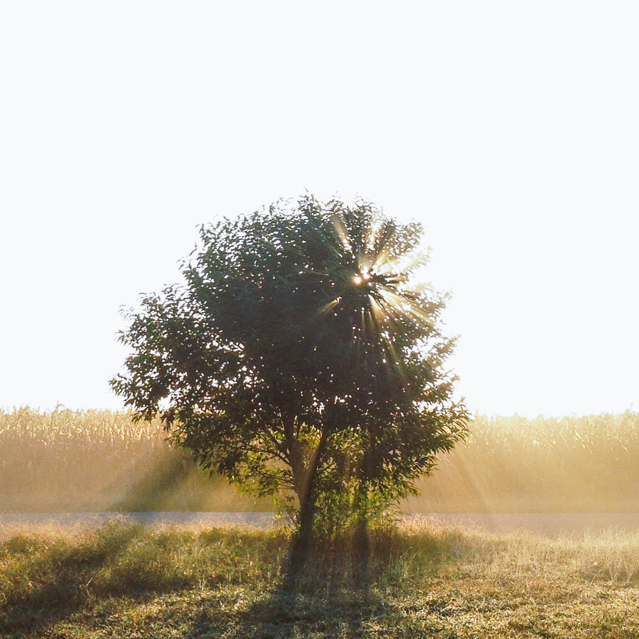 lauraepritchett:four iPhone photos, four seasons, one wild cherry tree.