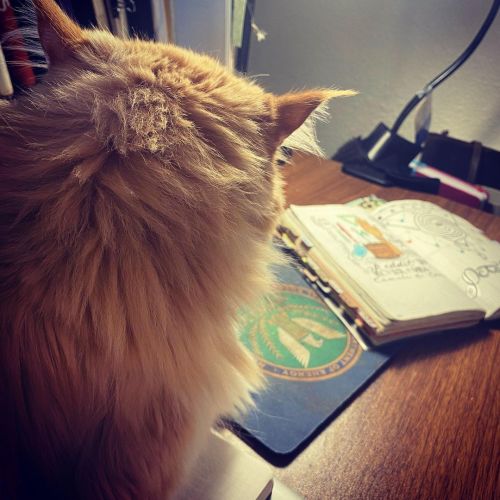 One of the #bulletjournal groups I belong to suggested a decoy journal for when your cat won’t leave