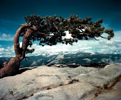 Ansel Adams, Jeffrey Pine on Sentinel Dome, Yosemite National Park, 1948