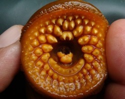 paralytic-dreams:  jib—reel:  jib—reel:  Spiral Teeth Of A Sea Lamprey