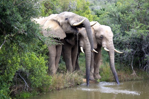 Addo Elephants, South Africa, 2013[Aperture for Adventure][facebook - twitter - prints]