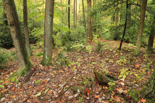 Leftovers from a late October hike at Coopers Rock State Forest.