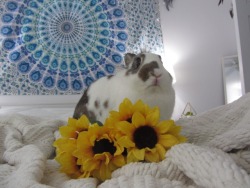 loveforrabbits:  :-)