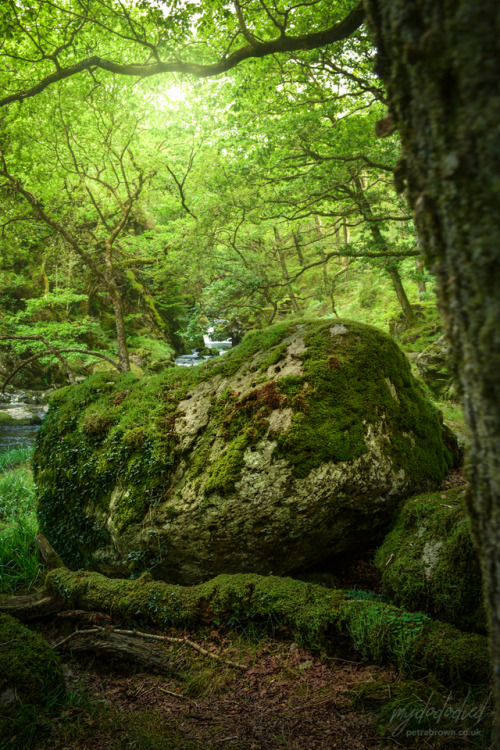mydododied:Coed Cymerau
