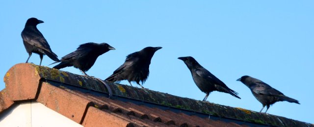 manywinged:manywinged:growing up by the coast means that instead of crows on your roof you get seagulls and it honestly feels much more threateningALTthese are friends. guys even.ALTthis is a mafia family