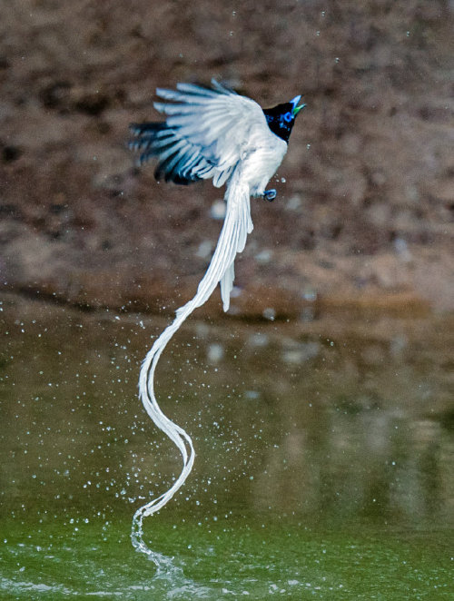 fuckyeahchinesefashion:

Chinese Paradise-flycatcher /Terpsiphone incei in dongzhai 董寨, henan ◇ photo by 仇绍强 