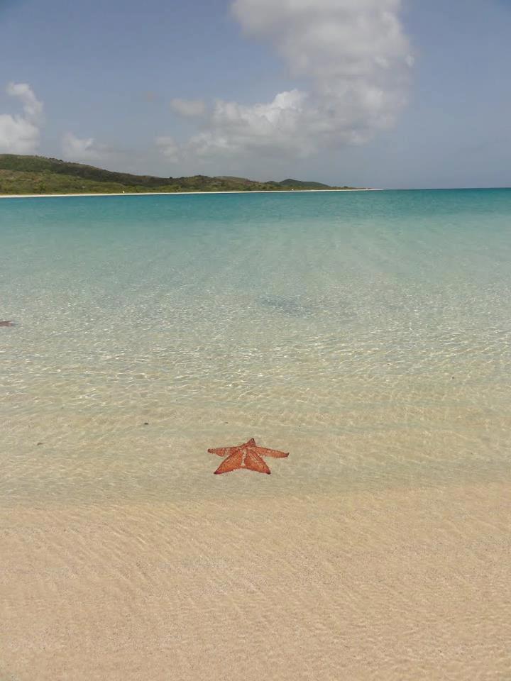 followcarlitosgonzalez:  Vieques, Puerto Rico por pirata cofresí  