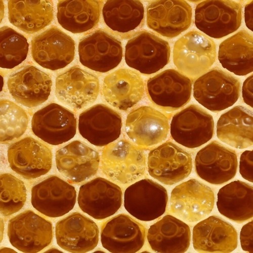 honey tag