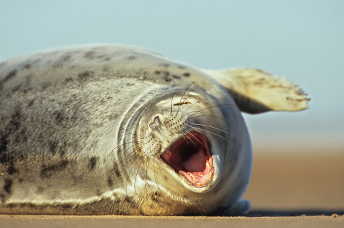 nubbsgalore:ROTFL seals. photos by (click adult photos