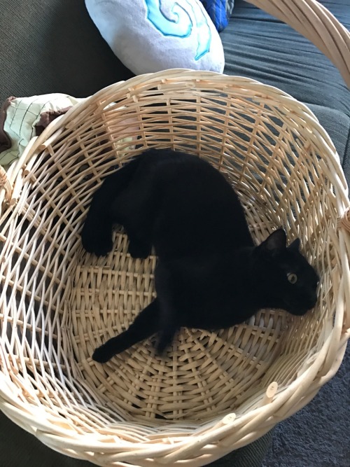 fluffytherapy:My basket.