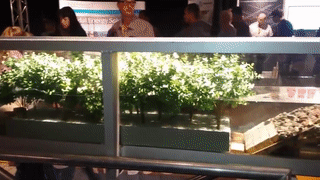 sixpenceeeblog:Scale model showing how mangrove forests protect the coast from wave erosion. This is