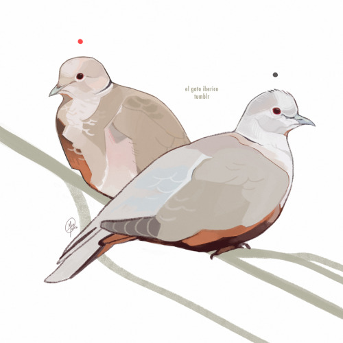 Decembird Day 9: PetThis pair of Collared Doves are Pinky and Grey. They’re technically not pets, bu