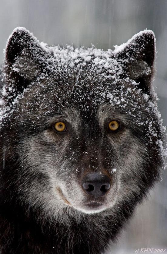 llbwwb:  wolf by Henrik Nilsson 