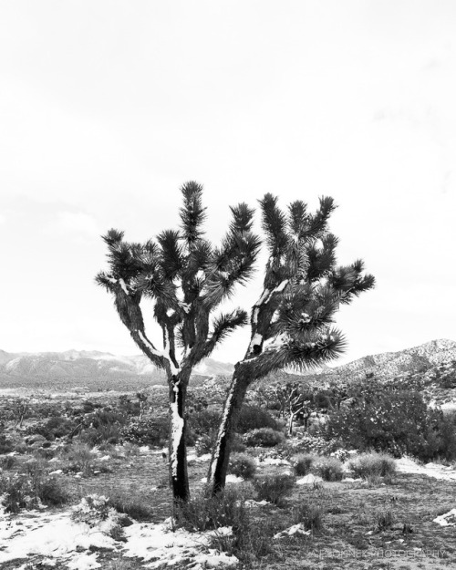  Snow in upper elevations of Joshua Tree National Park after record setting winter storms crossed So