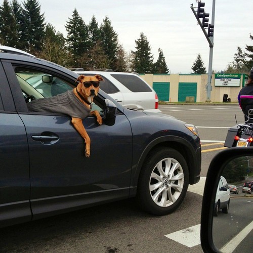698-5519:  luketriton:  why is sick as a dog a sayingwhy are dogs so sick   look