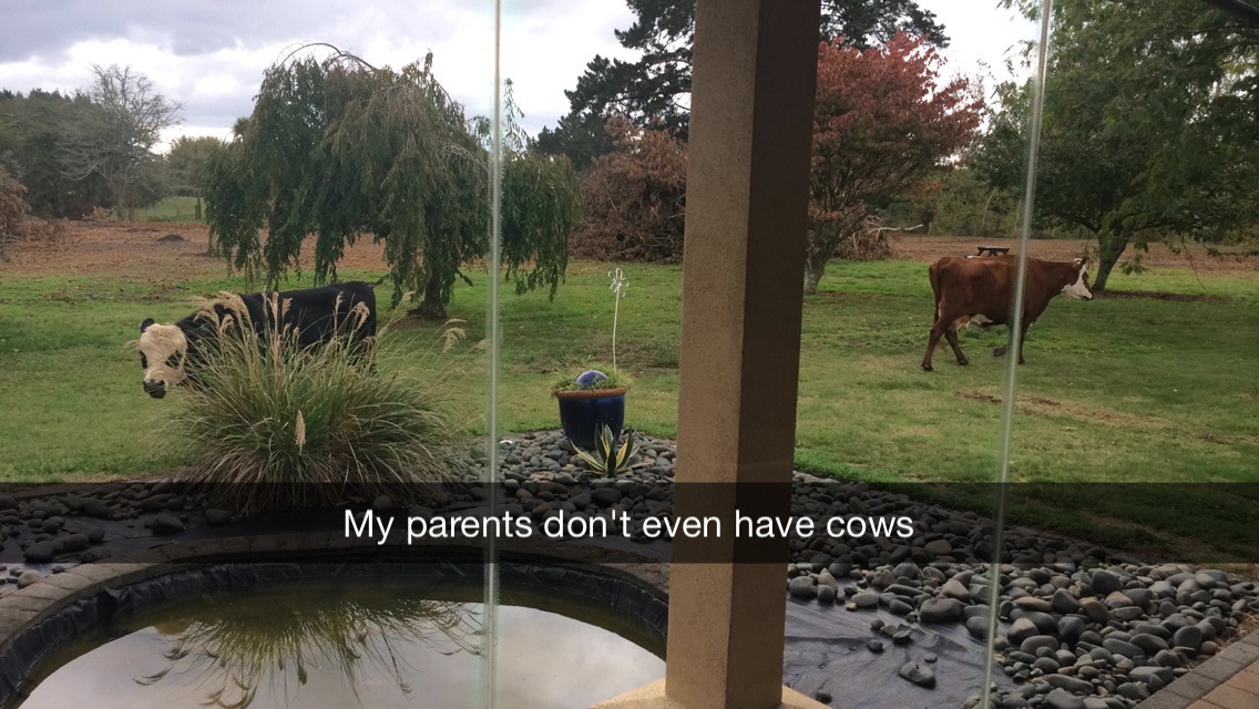 orjasmicliving:  The neighbours cows are eating our garden 