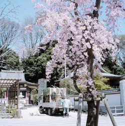 ochabang:  Sakura Days : Truck by shuji+ on Flickr. 