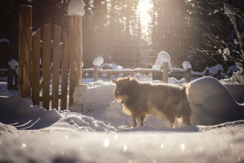 The boys enjoying the sun on this glorious, frigid day!