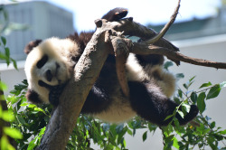 giantpandaphotos:  Xiao Liwu at the San Diego Zoo, California, on May 19, 2013. © Steve Schar. 