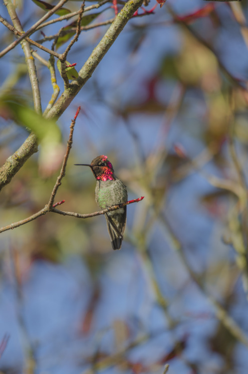 Ruby Throated Hummingbird (Archilochus Colubris)