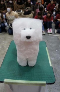 So there is a trend in Japan to shave dogs’