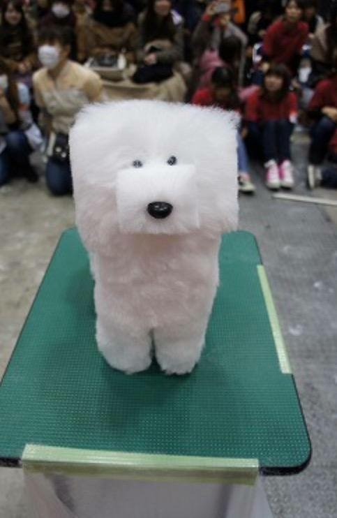 blazepress:So there is a trend in Japan which involves shaving dogs’ fur into cubes.