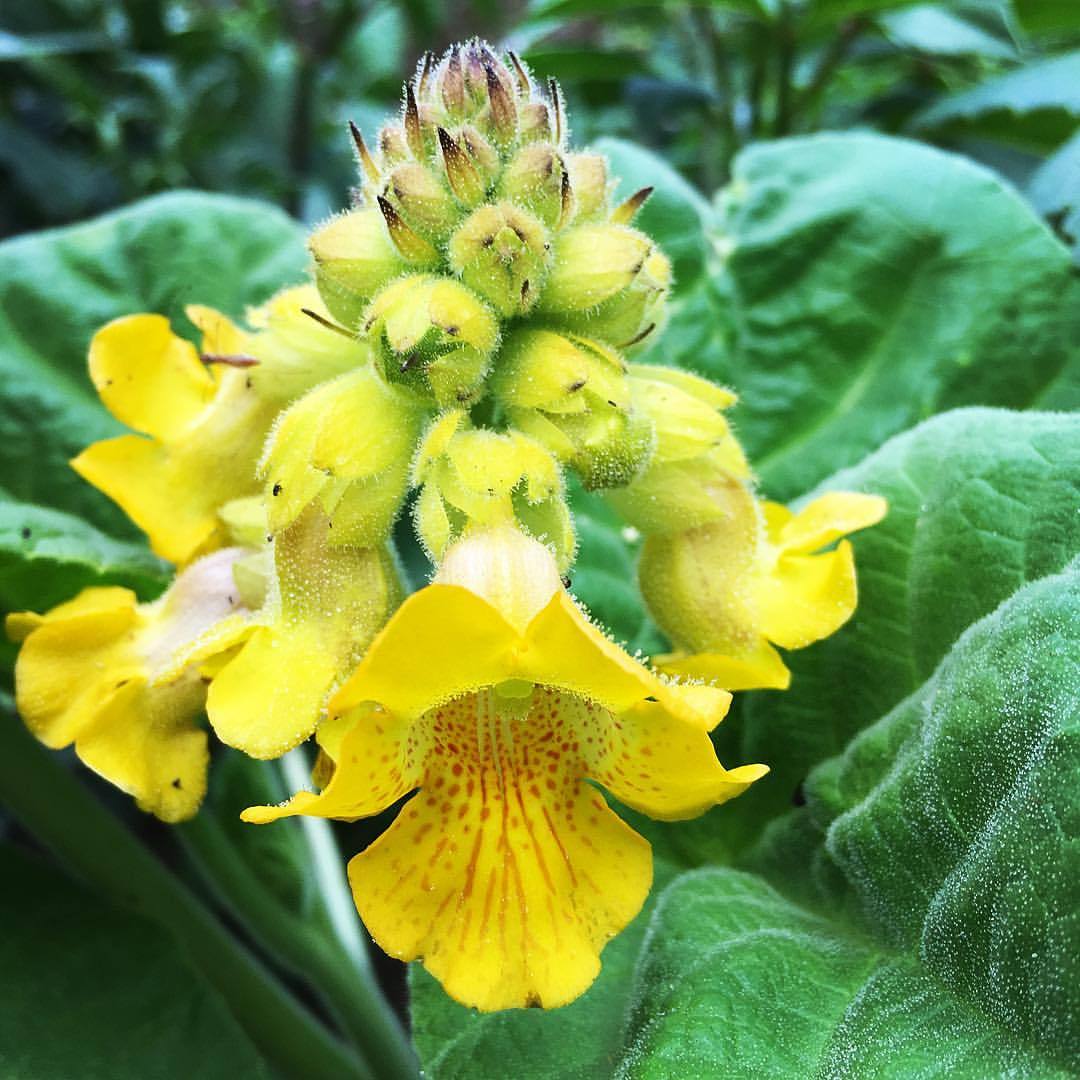 Yellow Unicorn Plant (Ibicella lutea) flower and leaves closer up. See that crystalline and deadly exudate? See the tempting flower? #yellowunicornplant #ibicellalutea #roughwoodseedcollection #seedkeeping (at Devon, Pennsylvania)