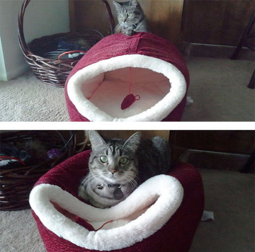 moonicorn-seraph: pr1nceshawn: Why do people even bother buying things for their cats? no but look a