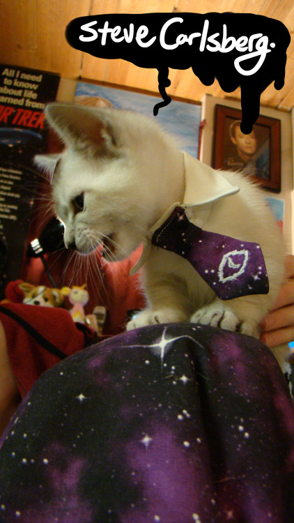 identitypollution:We just made Cecil (our Munchkin kitten) a new collar with a little tie!
