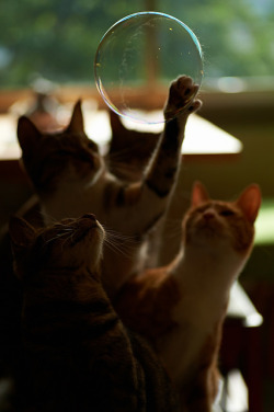 89cats:  split by rampx on Flickr.