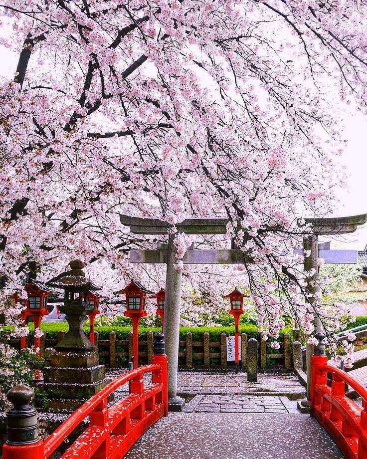 Cvetanje trešnje u Japanu - Page 3 2edc5344bcc43f8047ac330b6aedf0d226c22dee