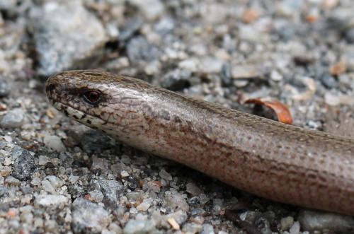 A Slow worm. This lizard is known as Kopparödla (&ldquo;Copper lizard&rdquo;) in Sweden. Often mista
