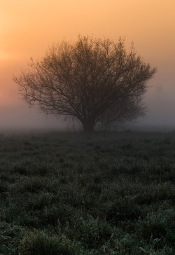 dennybitte: another tree in the morning mist by Denny Bitte 