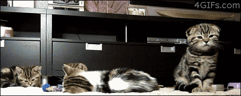 CATSTER