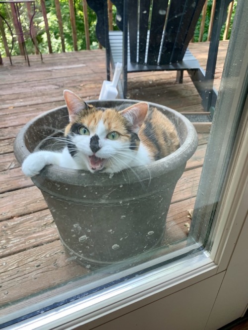 laughing-thrush:Mom tried to call her inside but she was enjoying her pot of dirt