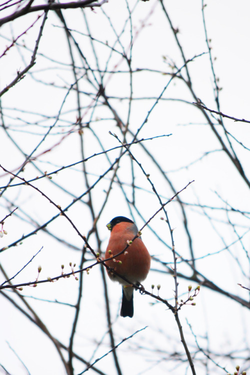 Les bourgeons _ St andrewsBouvreuil pivoine / Bullfinch