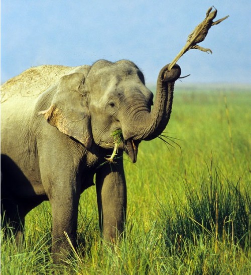 earth-song:  8 ominously vicious animal photos These images and their captions are all taken from The Telegraph’s 2010 Animal Pictures of the Year. 1- A mouse looks out from the jaws of a huge voracious African bullfrog. These carnivorous amphibians